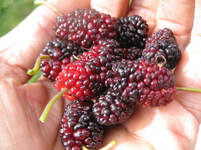 Finally, mulberries! - Very Edible Gardens