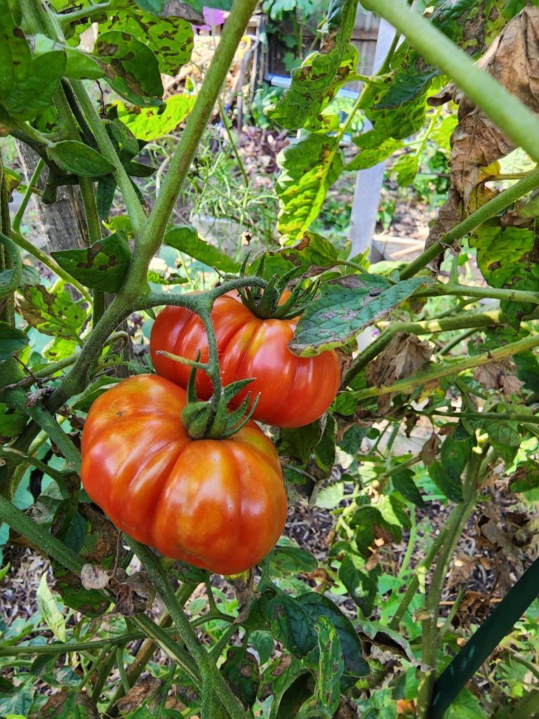 ripe tomatoes